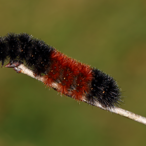 Woolly Bear Caterpillar