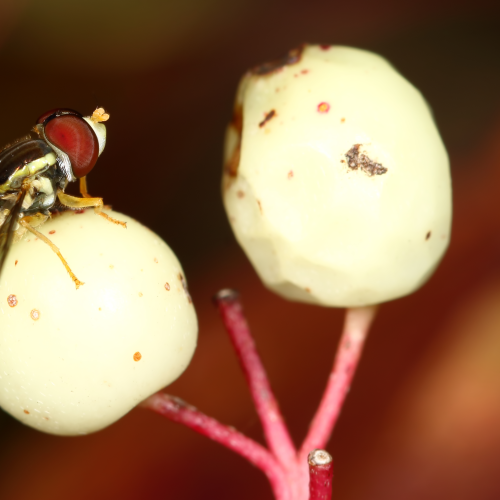 Hoverfly