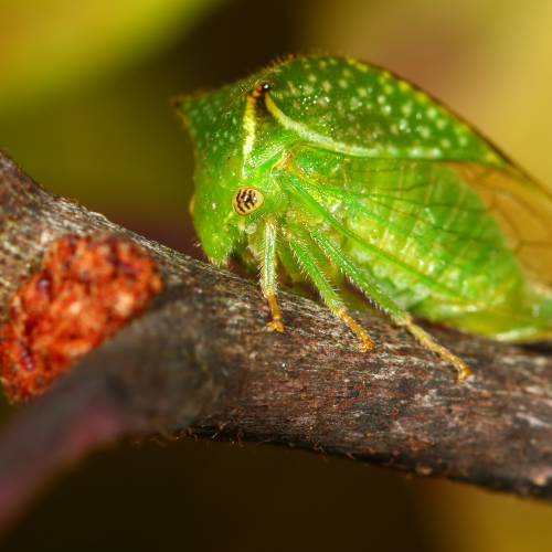 Buffalo Treehopper 