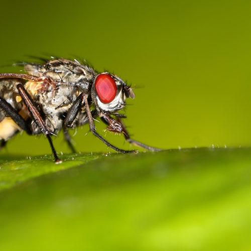 Flesh Fly