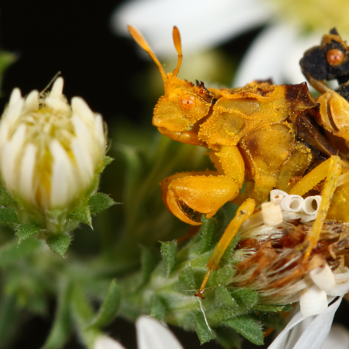 Ambush Bugs