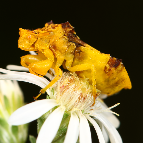 Ambush Bugs
