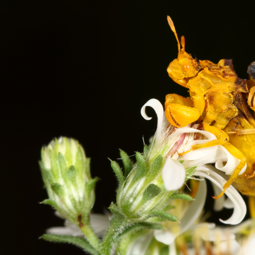 Ambush Bugs