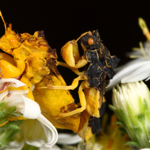Ambush Bugs