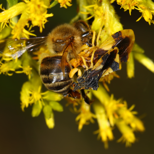 Ambush Bugs