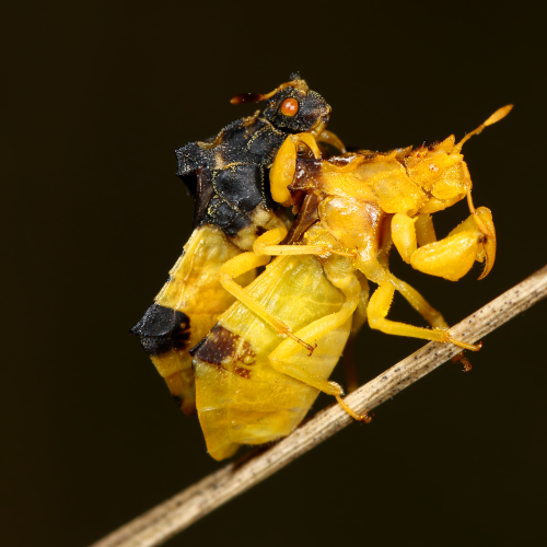 Ambush Bugs