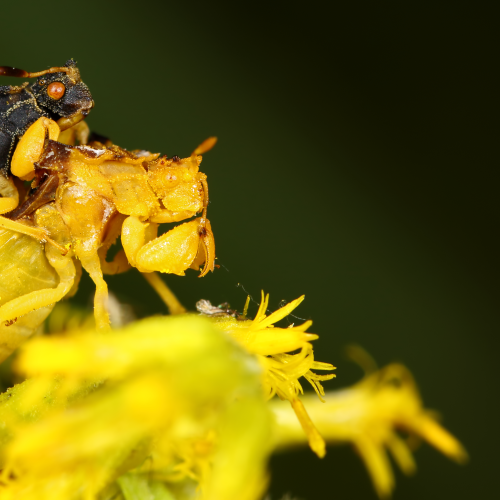 Ambush Bugs