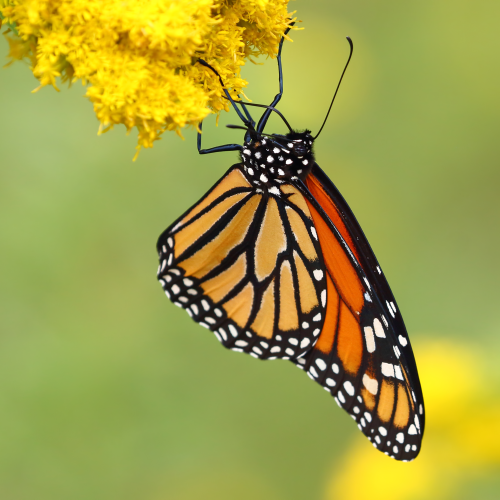 Queen of the Butterflies