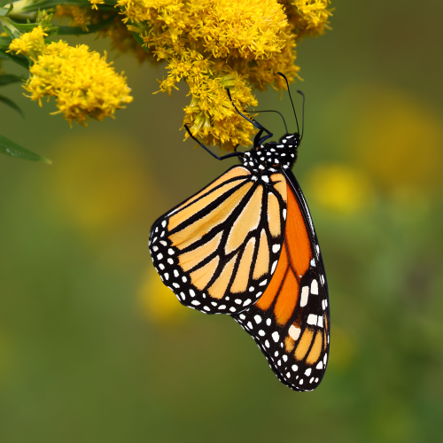 Queen of the Butterflies