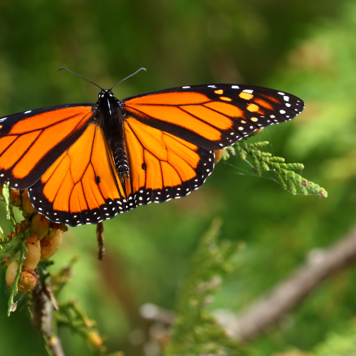 Queen of the Butterflies