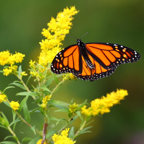 Queen of the Butterflies