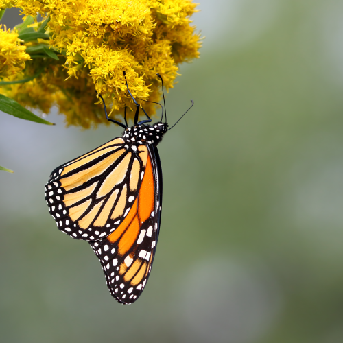 Queen of the Butterflies