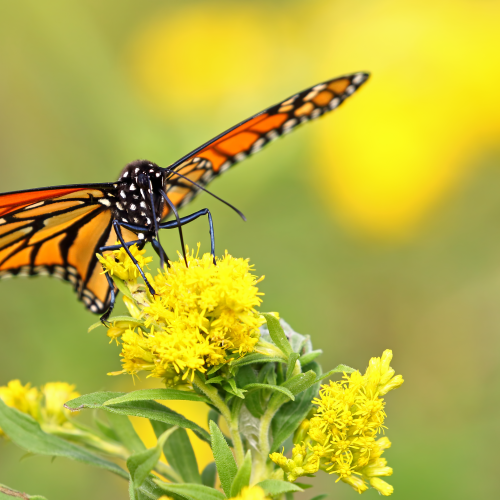 Queen of the Butterflies