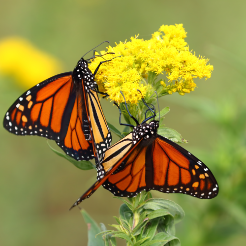 Queen of the Butterflies