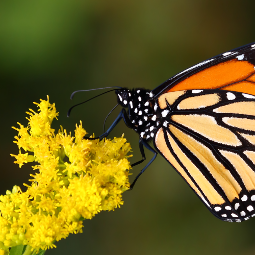 Queen of the Butterflies