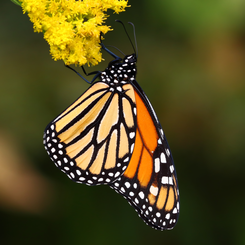 Queen of the Butterflies