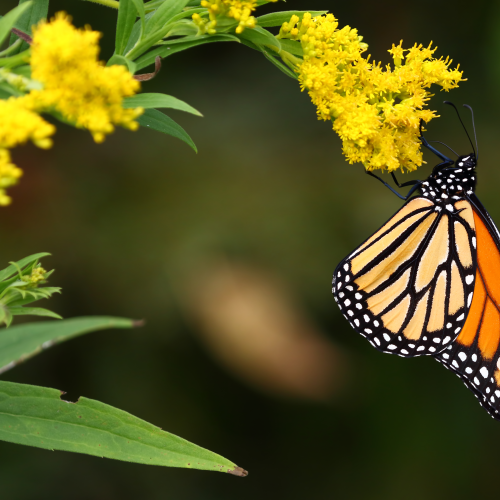 Queen of the Butterflies