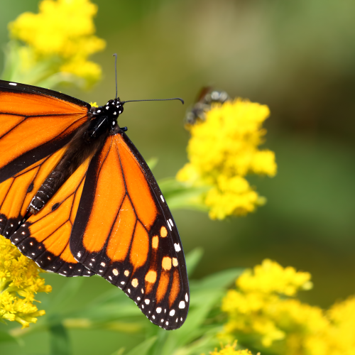 Queen of the Butterflies