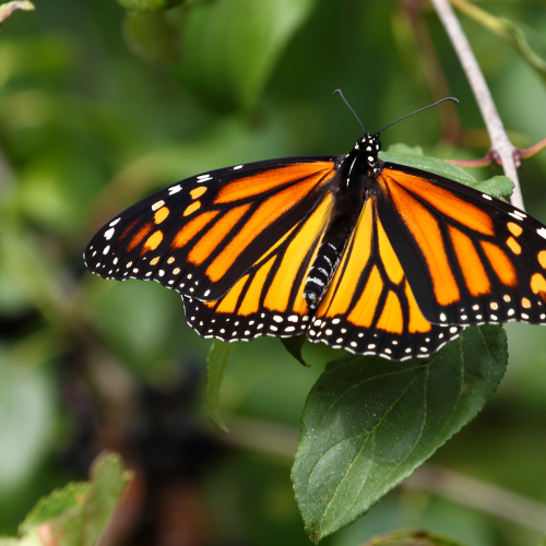 Queen of the Butterflies