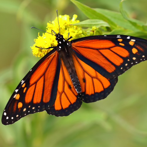 Queen of the Butterflies