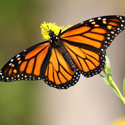 Queen of the Butterflies