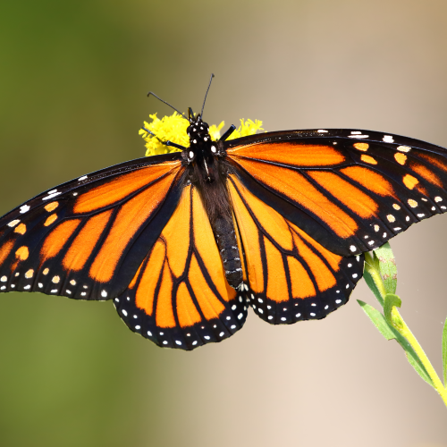 Queen of the Butterflies