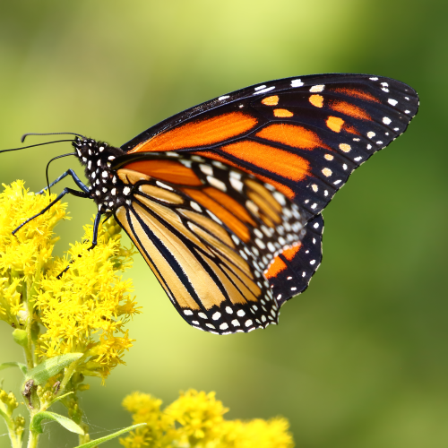 Queen of the Butterflies