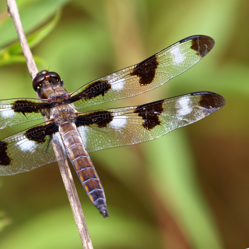 Twelve-spotted skimmer Dragonfly