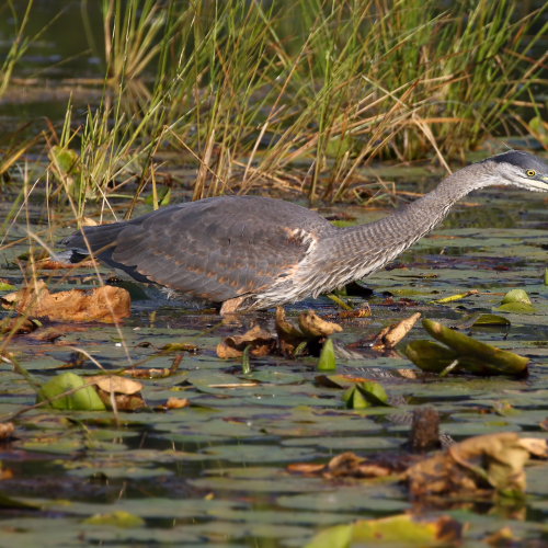 Great Blue Heron
