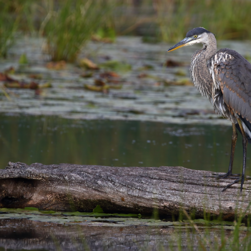 Great Blue Heron