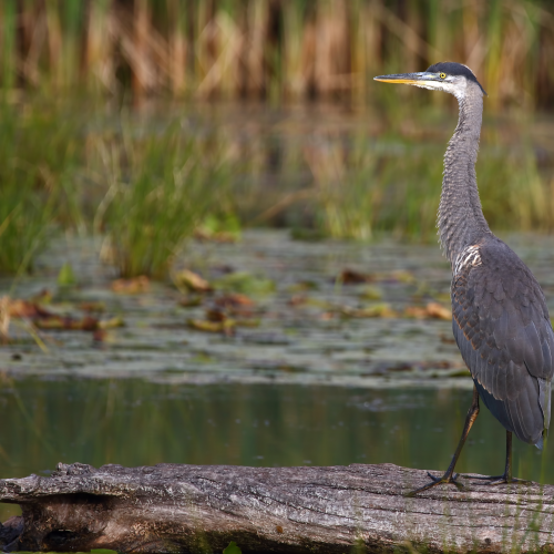 Great Blue Heron