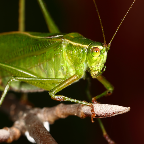 Katydid