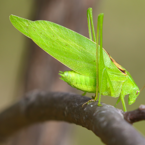 Katydid