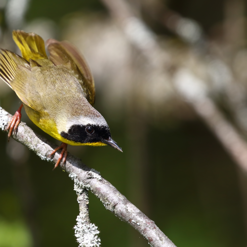 Common Yellow Throat Warbler