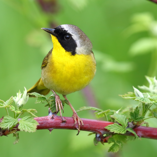 Common Yellow Throat Warbler