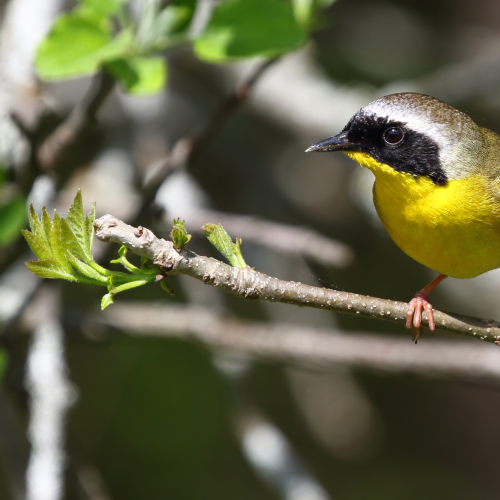 Common Yellow Throat Warbler