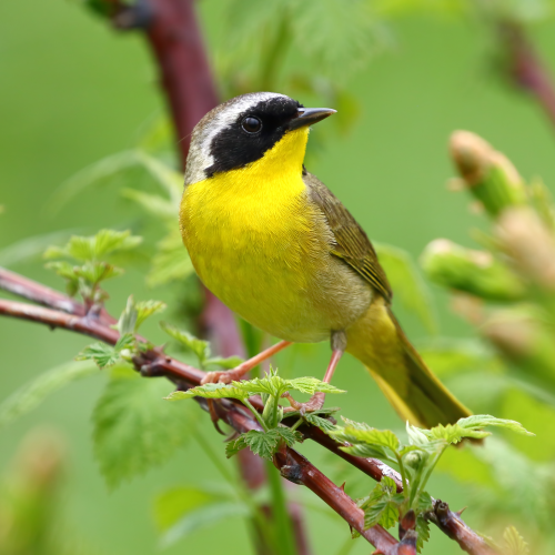 Common Yellow Throat Warbler