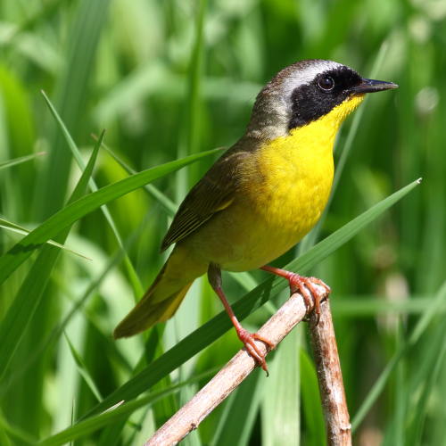 Common Yellow Throat Warbler