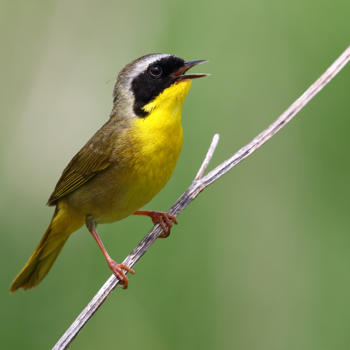 Common Yellow Throat Warbler