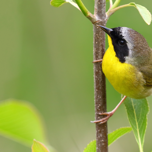 Common Yellow Throat Warbler