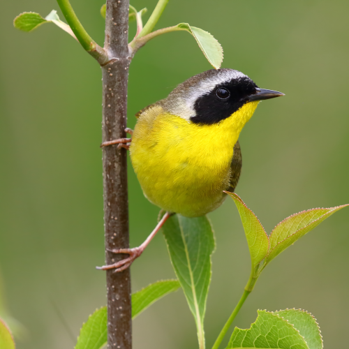 Common Yellow Throat Warbler