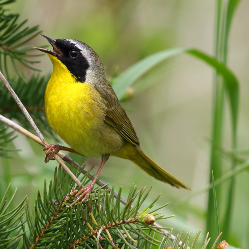 Common Yellow Throat Warbler