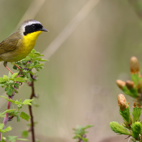 Common Yellow Throat Warbler