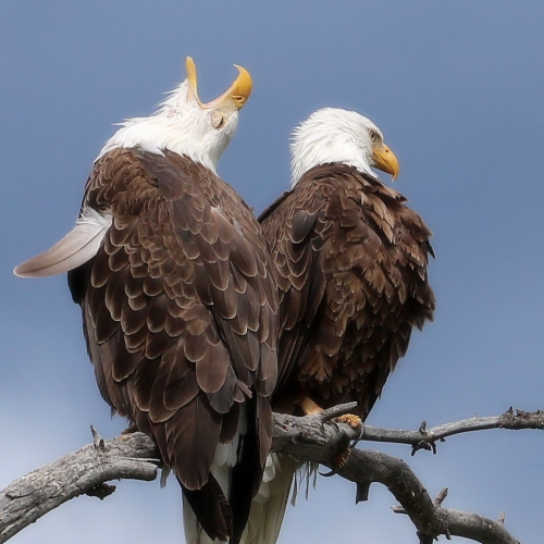 Bald eagles