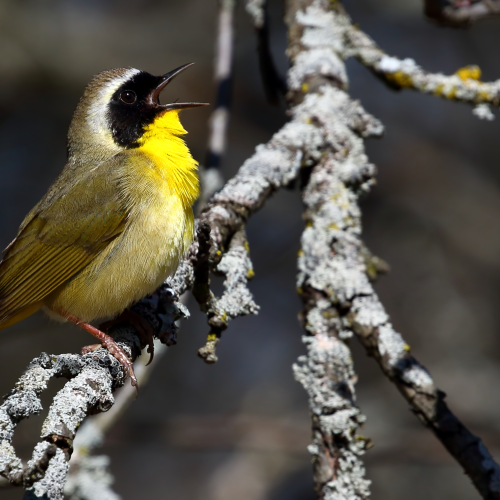 Common Yellow Throat