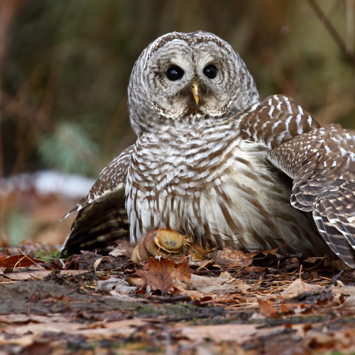 Barred Owl - Predator and Prey