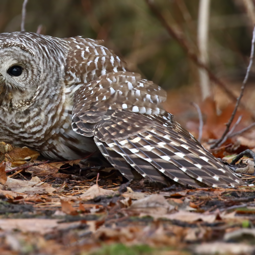 Barred Owl - Predator and Prey