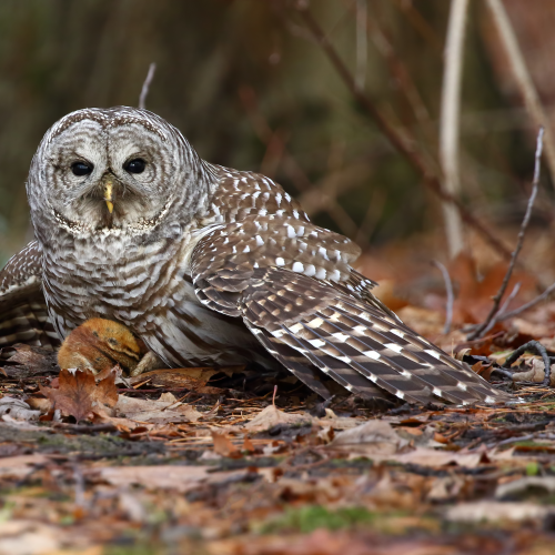 Barred Owl - Predator and Prey