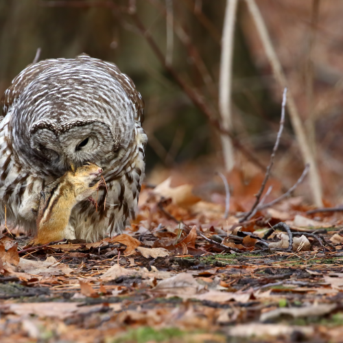 Barred Owl - Predator and Prey