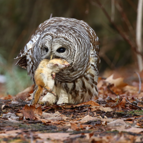 Barred Owl - Predator and Prey